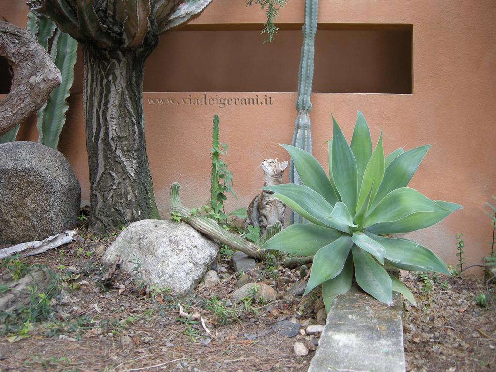 Sìnnai Via Dei Gerani B&B المظهر الخارجي الصورة